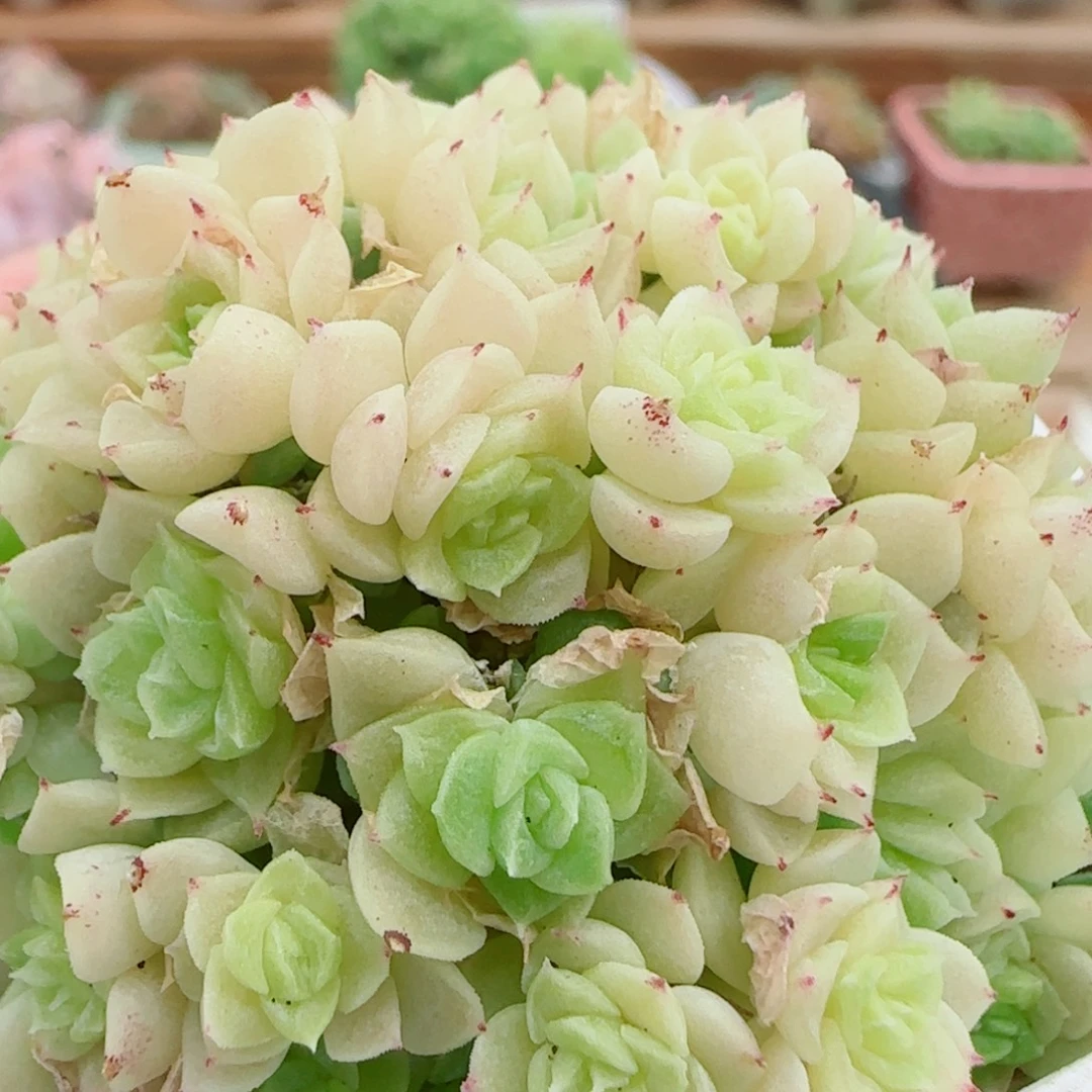 花语逸镜0925-91贝壳朵朵麦秆散