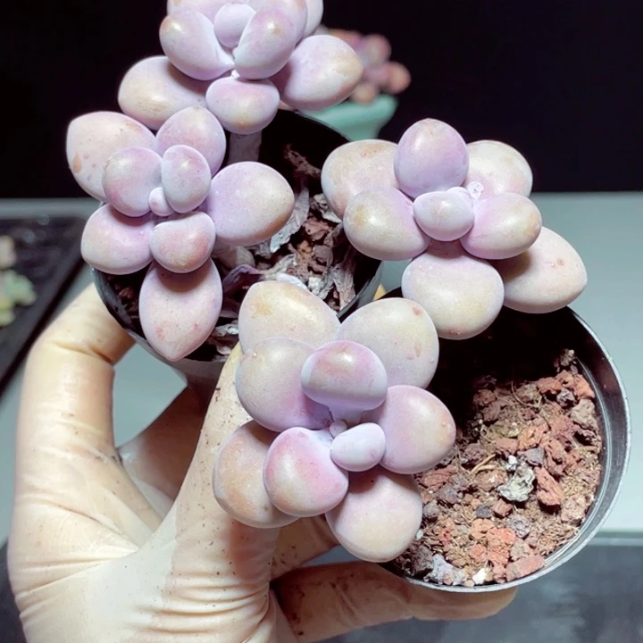 桃蛋样品盆打包发货