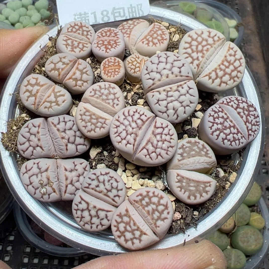 【闪购商品】 559。