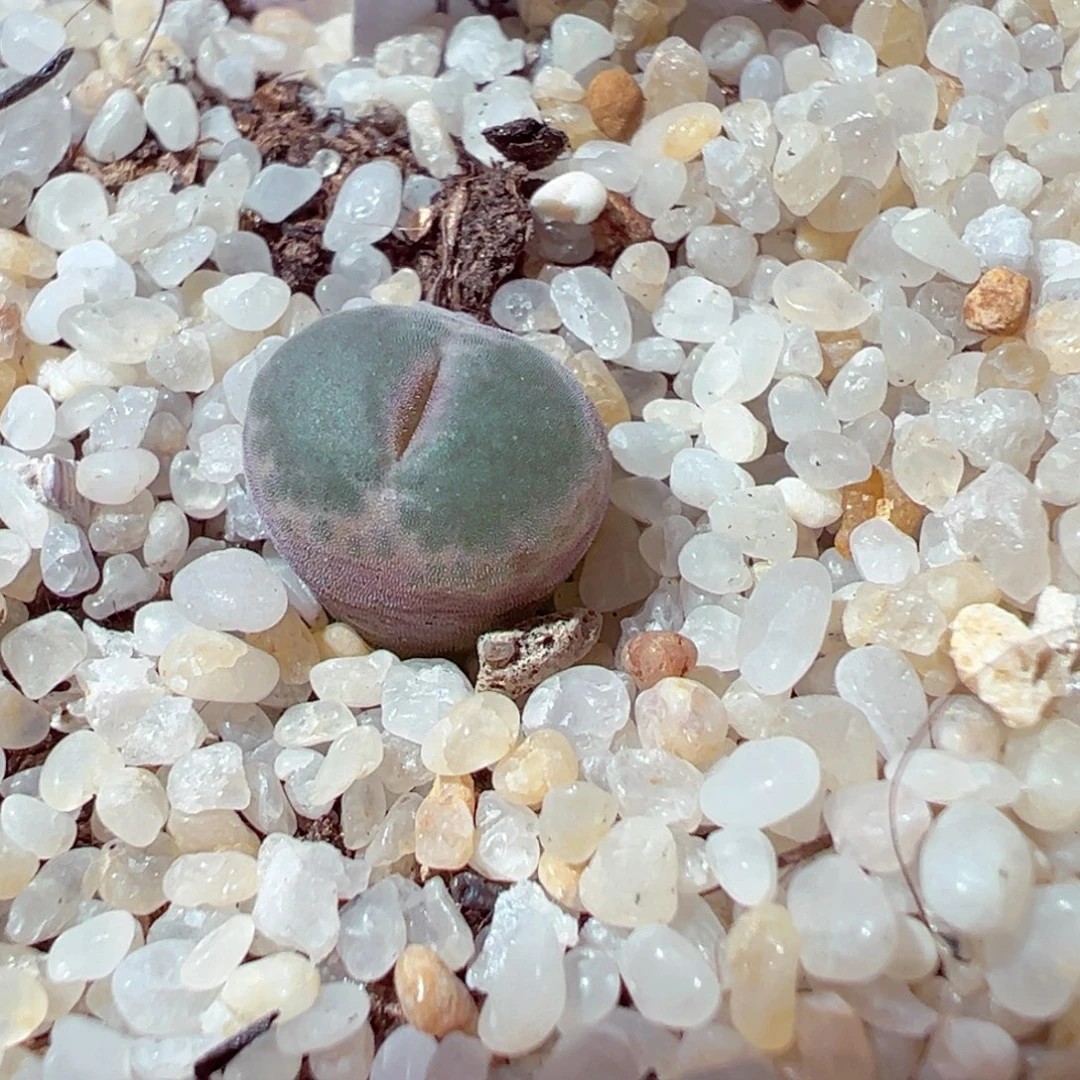 1105-514多肉多肉安格尼斯