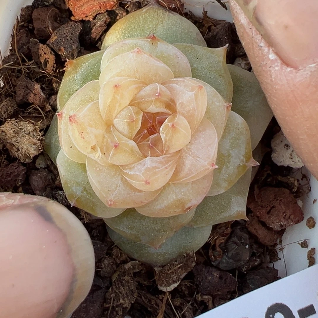 小卡拉米糖心一物一拍18-7