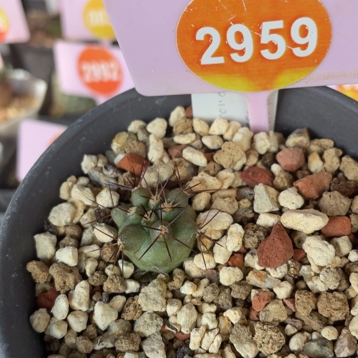 实生逆鳞丸一棵2959