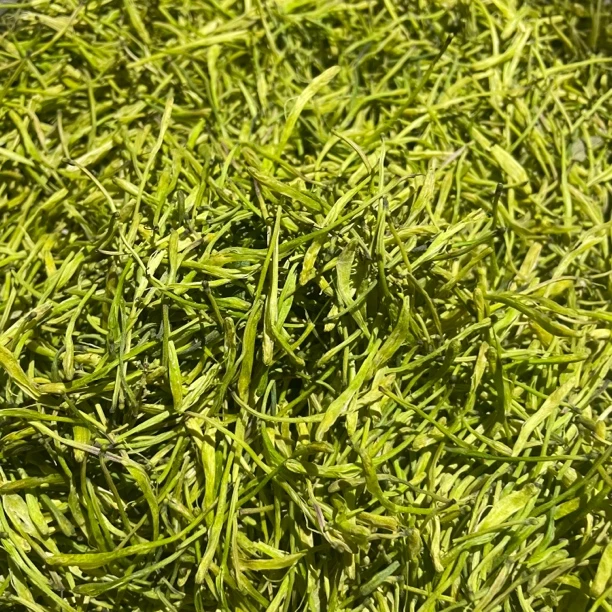 山地王————金银花