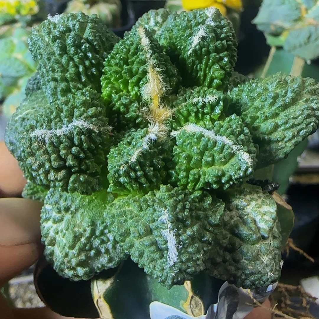 哥斯拉605仙人球开花