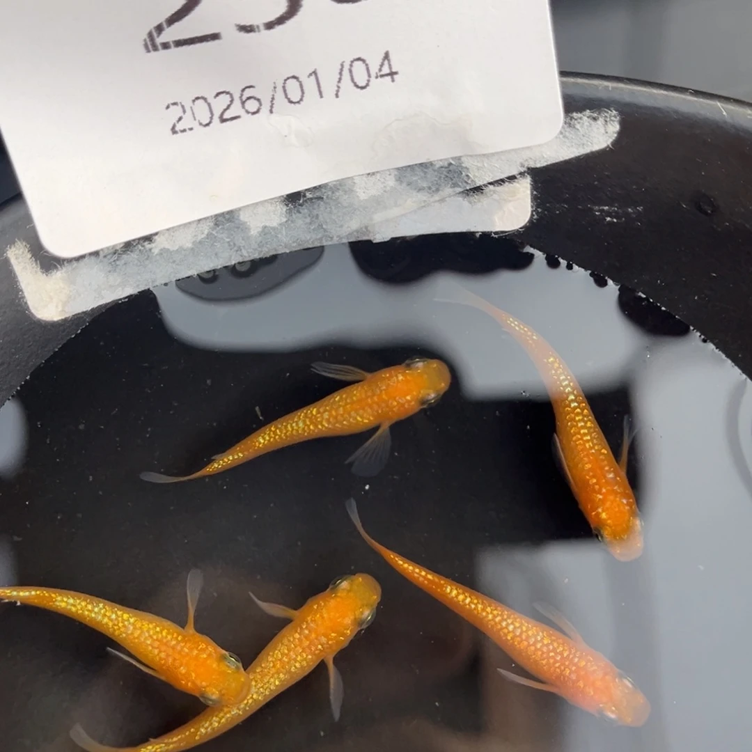 青鳉鱼236玫瑰宝石五尾