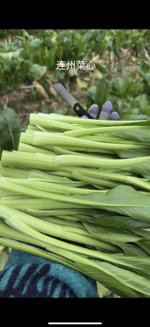 正宗连州4号菜心2茬嫩芽中小条爽甜现摘现发带箱