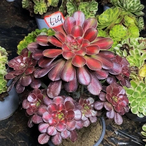 彩虹糖老桩捧花629号