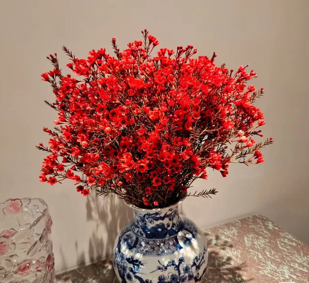 【一单包邮】年宵花红色腊梅 0度以下请拍保温棉