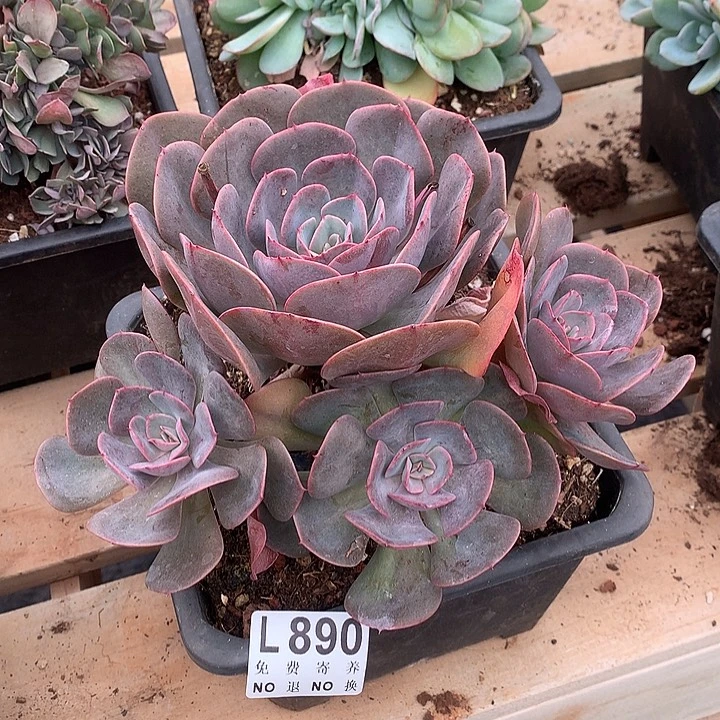 星空玫瑰老桩 多肉植物，9.28号发