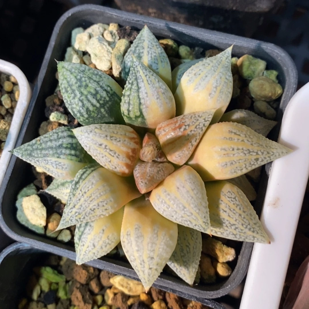 一颗实生白银锦 元旦福利