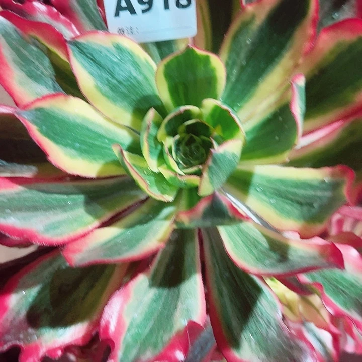 918，魅影手捧老桩优选