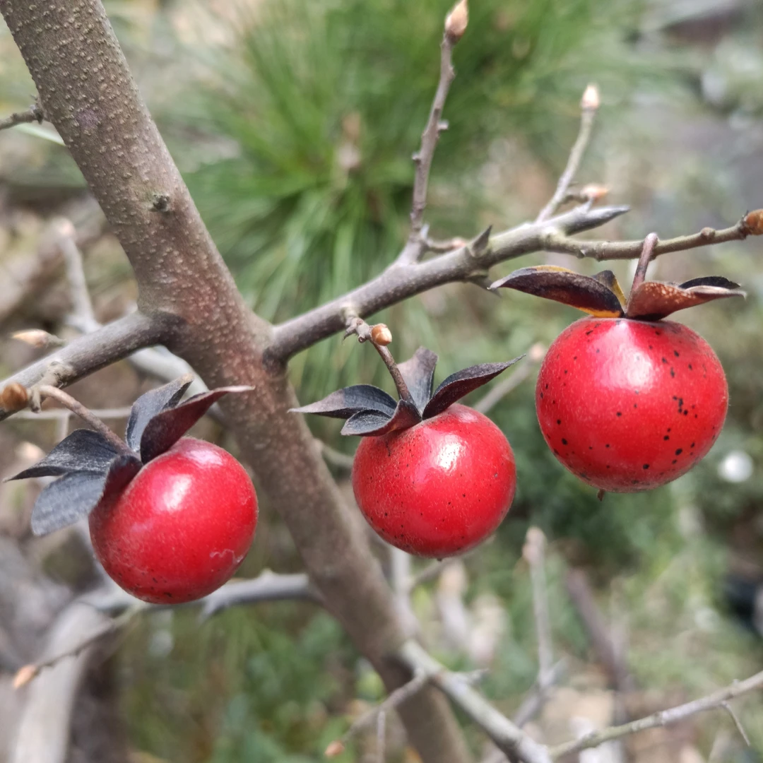 老鸦柿直播一物一拍