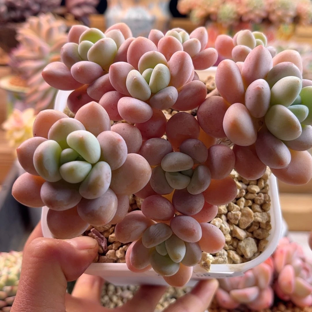 2.13-55洛神1111111