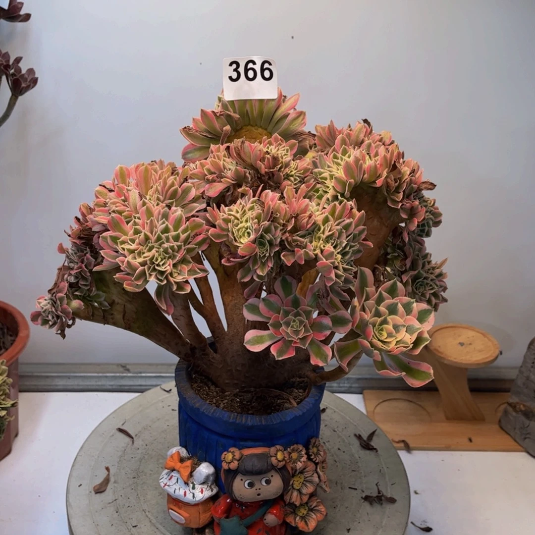 多肉植物粉女巫缀366