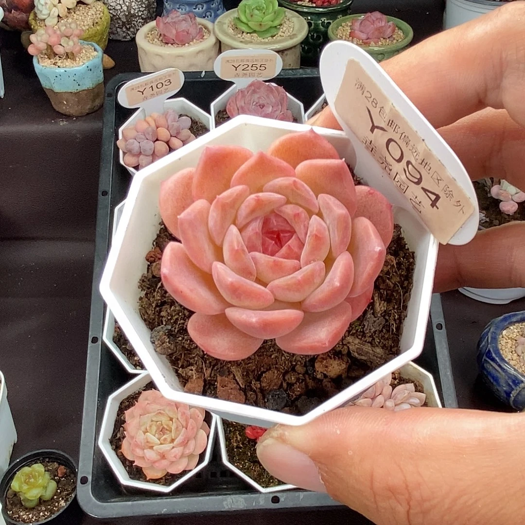 0094 冰魄 4cm 单头