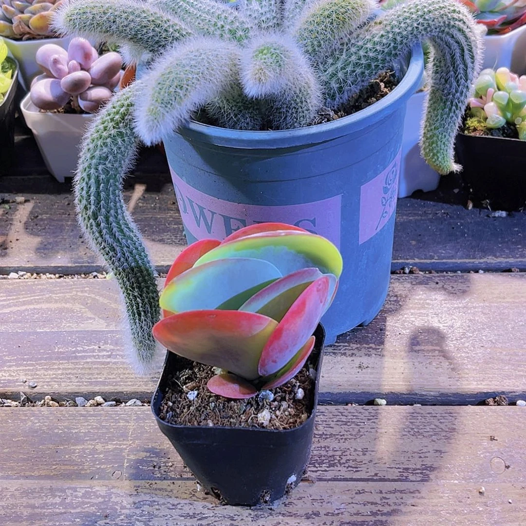 九尾狐。唐印11111111