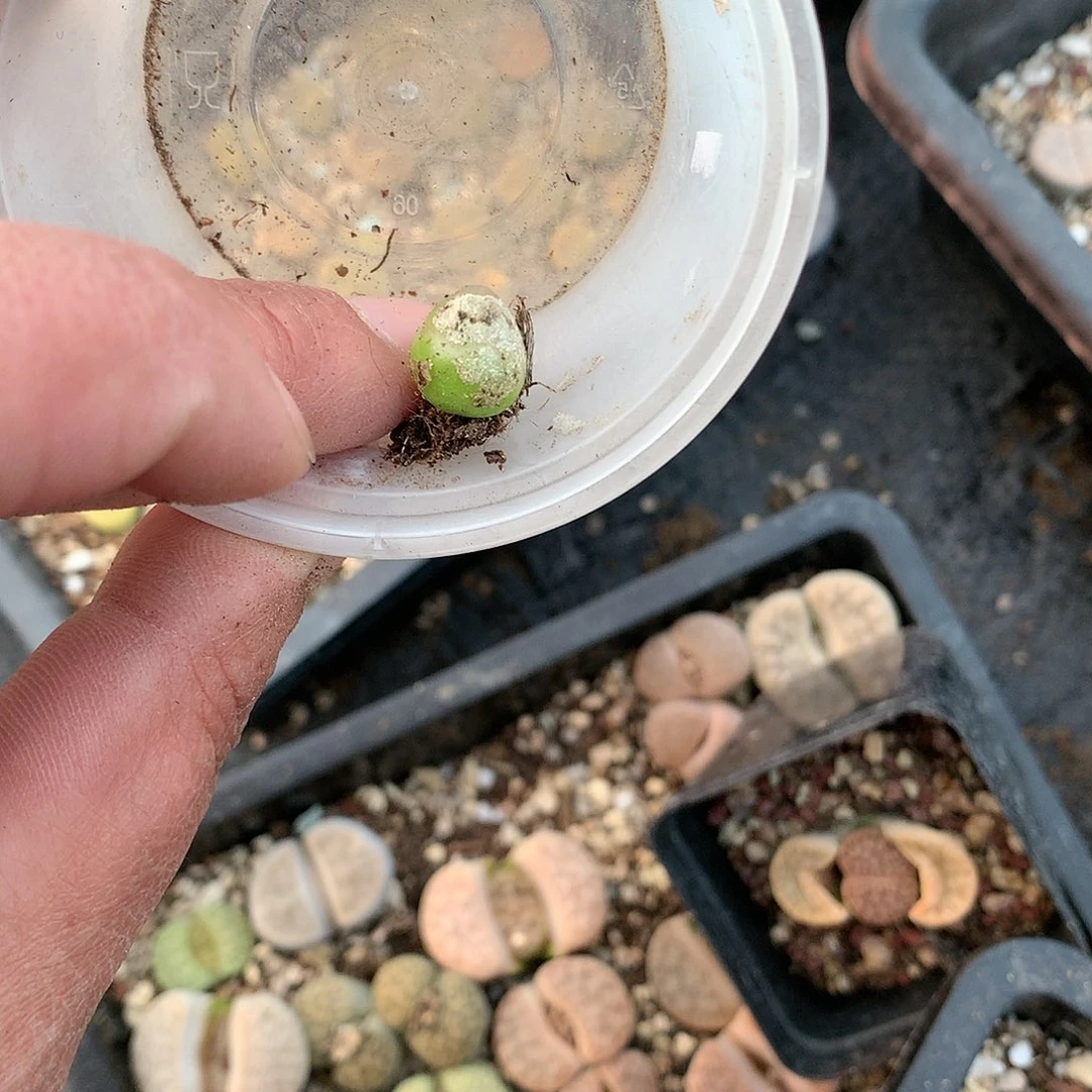 呼*鹿C379多肉植物保护研究所