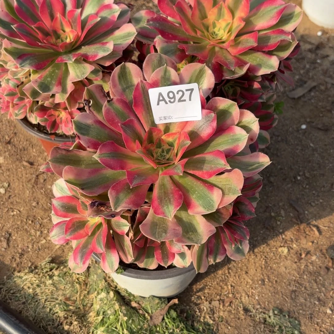 草***丁粉女巫3棵断枝不包927