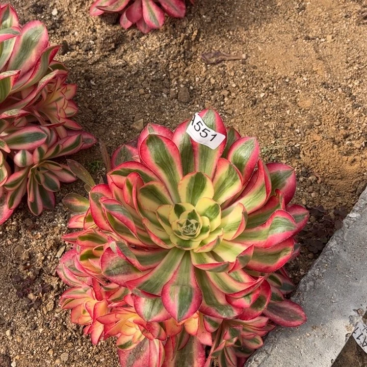 格*551爱丽丝多肉植物