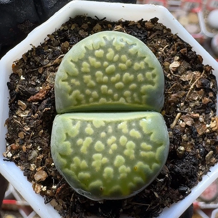 生石花22///。  255号
