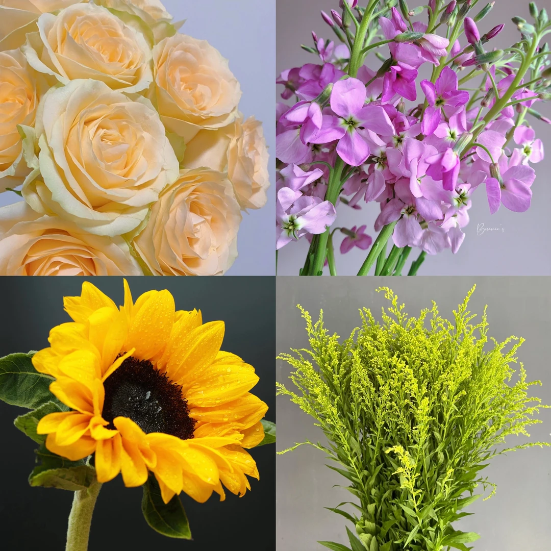 【云季花卉】【拍1发4】香槟玫瑰10支+紫色紫罗兰10支+向日葵2支+配草