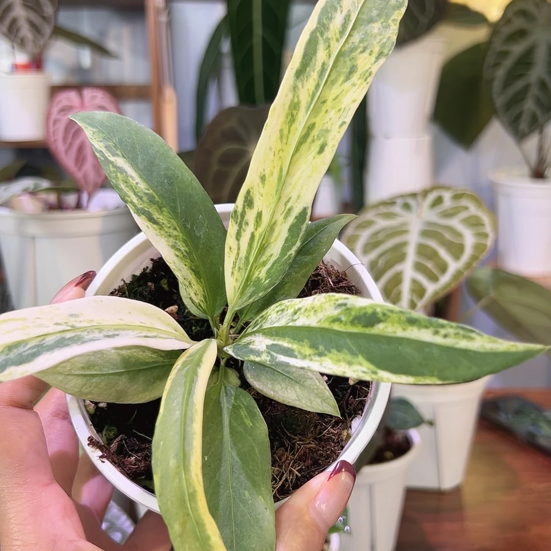 无花朵维塔领带锦123