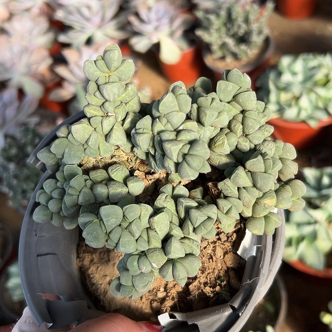 多肉植物鹿角海棠老庄