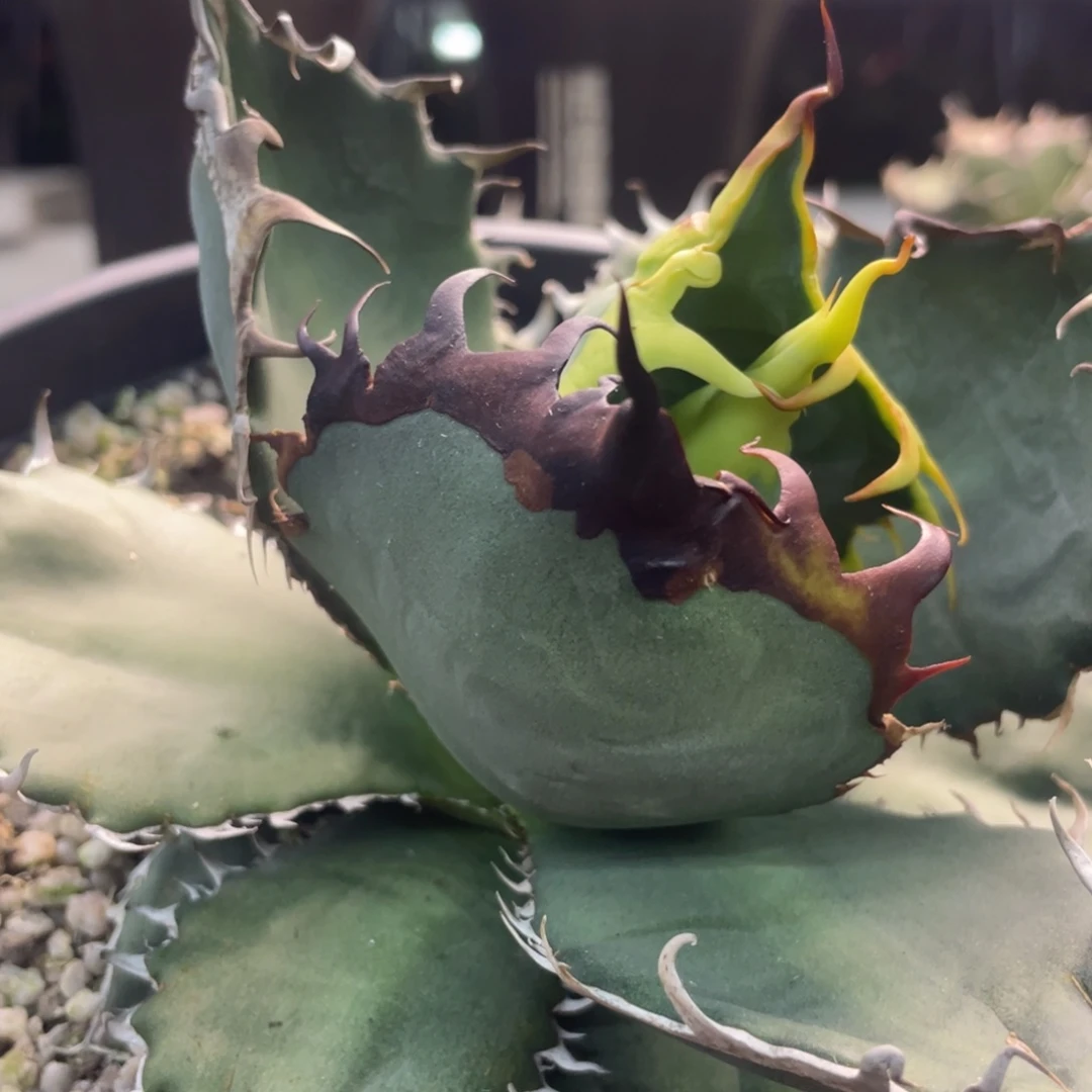 子播5555555555555555