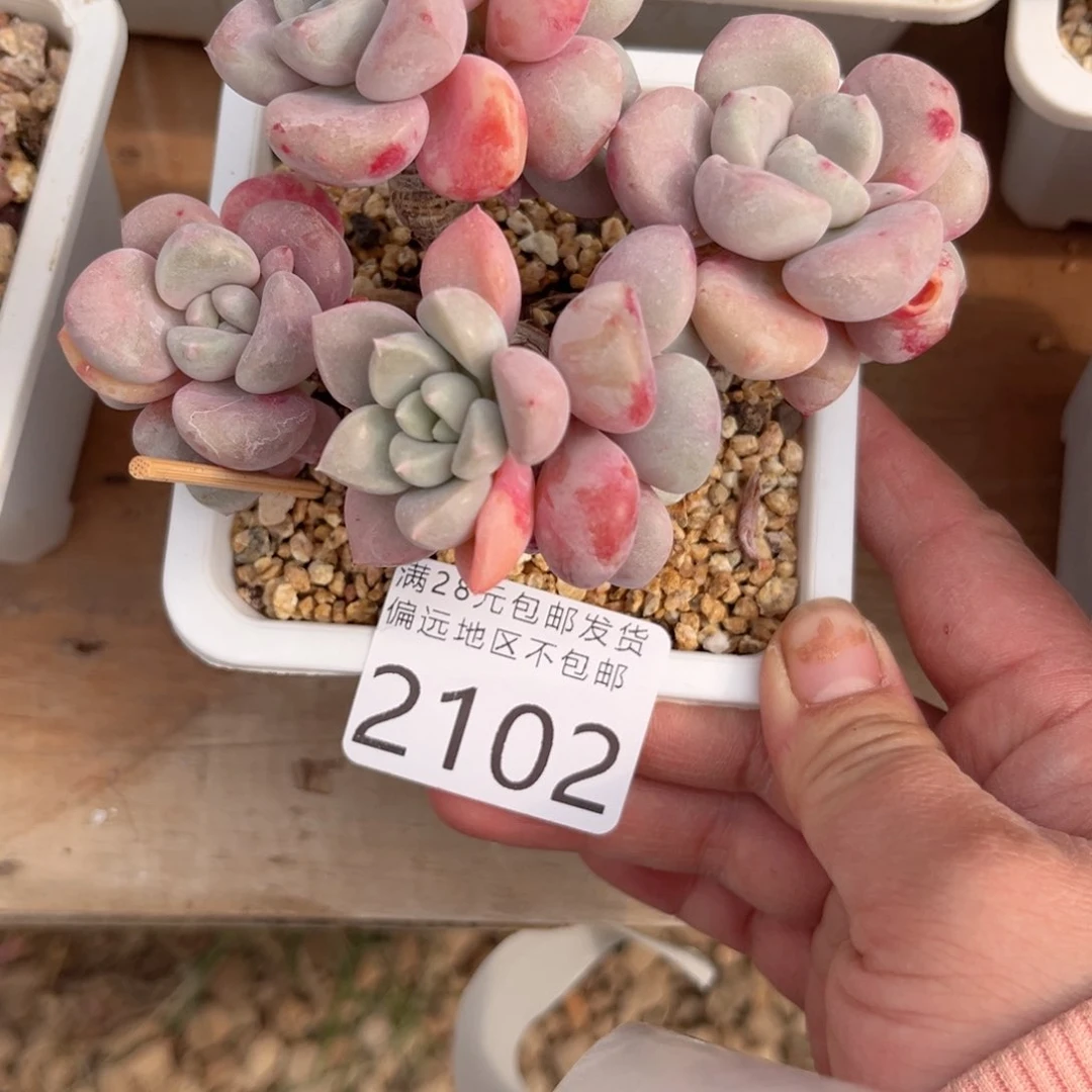 大2102:、f g g g g b b