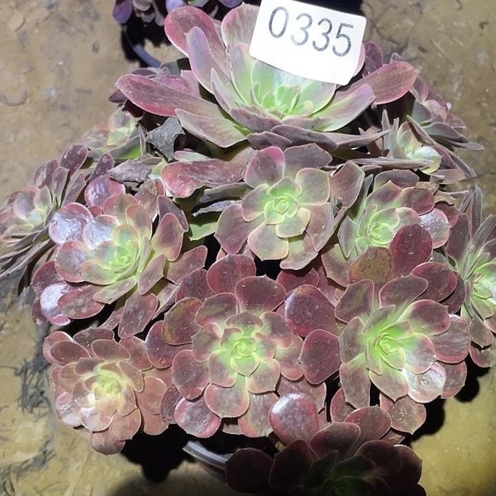 多肉植物法师335欧姿锦