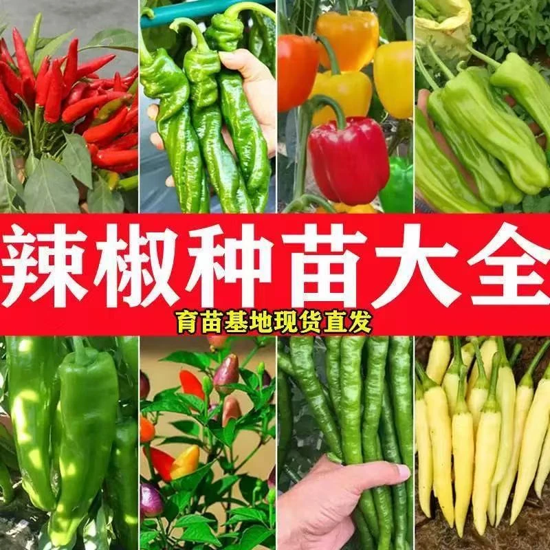 20棵辣椒苗薄皮椒螺丝椒牛角椒美人椒长线椒灯笼椒朝天椒优质种苗