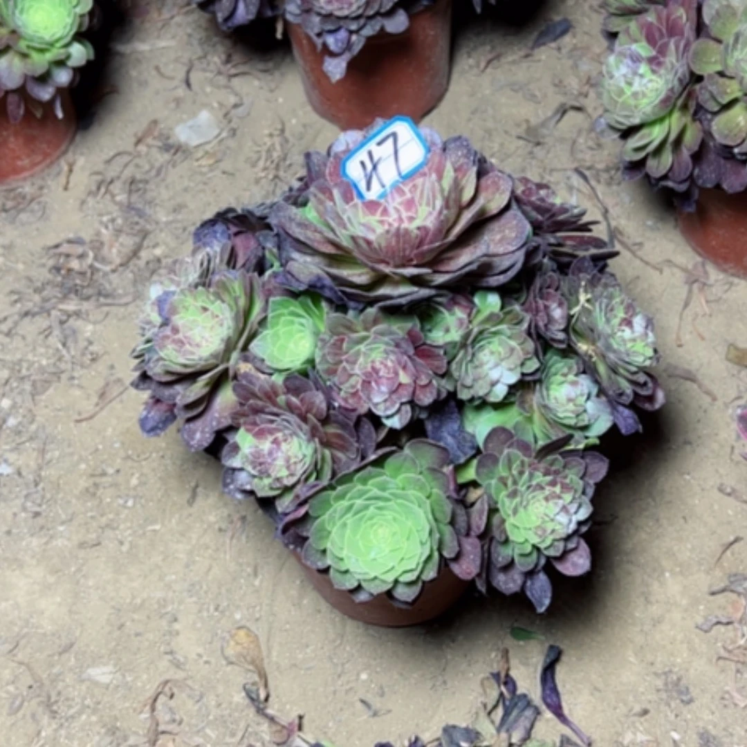 【闪购商品】多肉植物花月夜47