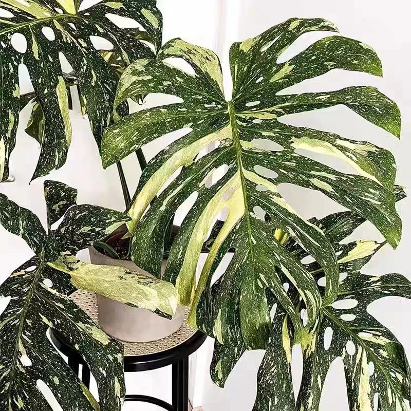 热植 洒金  短黄 锦化植物存在不确定性，不包后期锦化