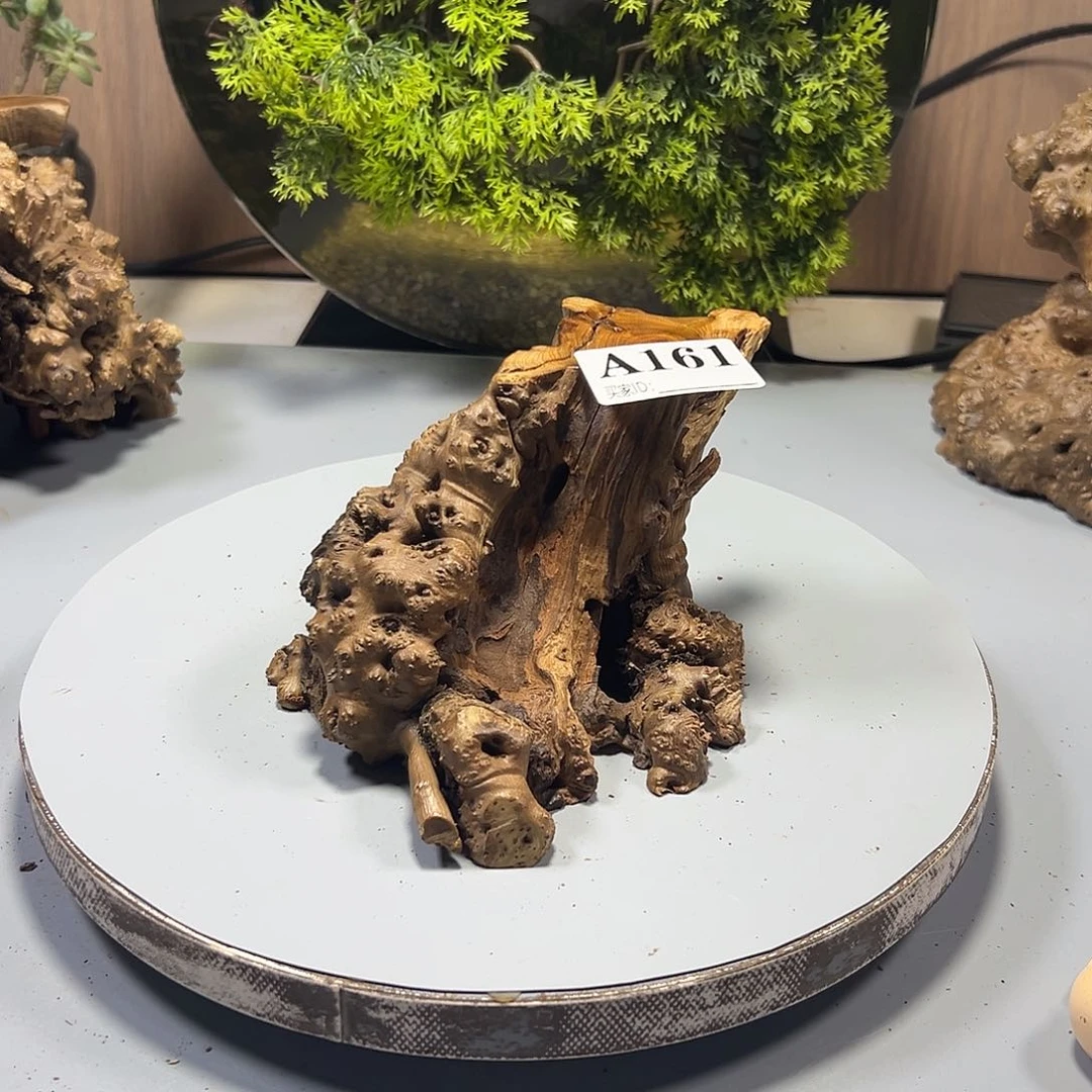 大果紫檀（缅甸花梨）伍****）