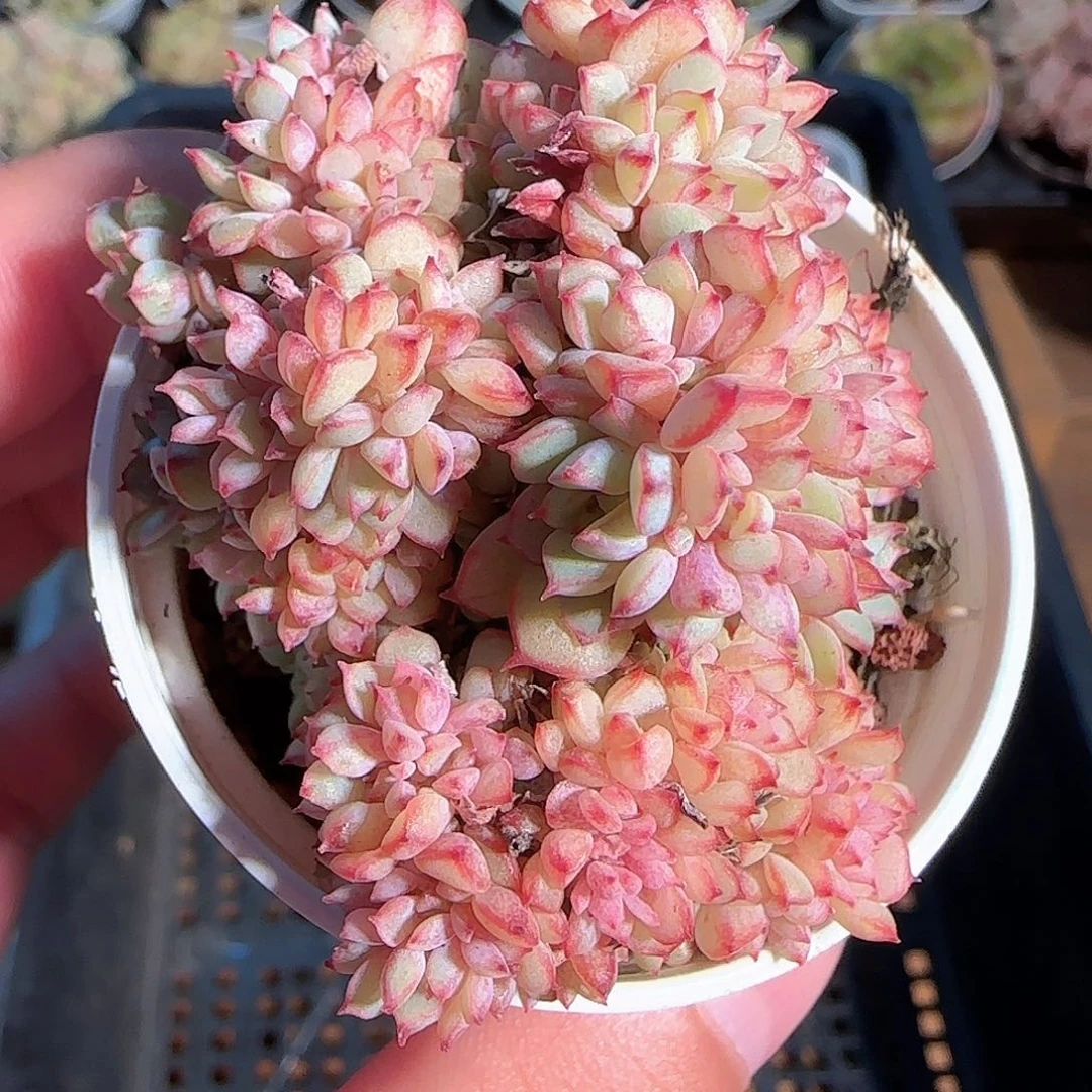 1121-------115甜茶