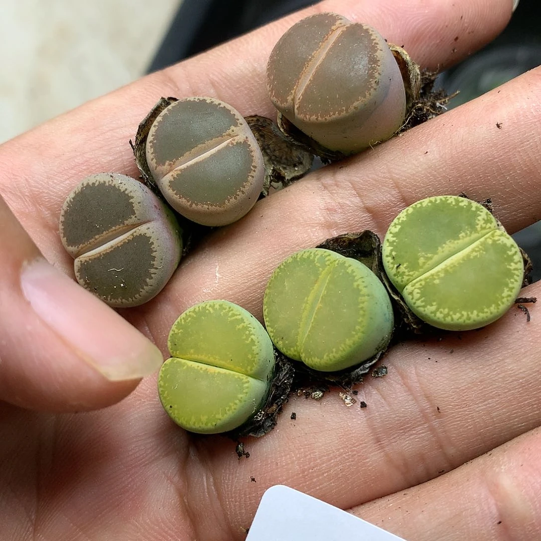 T78烦人的人多肉植物