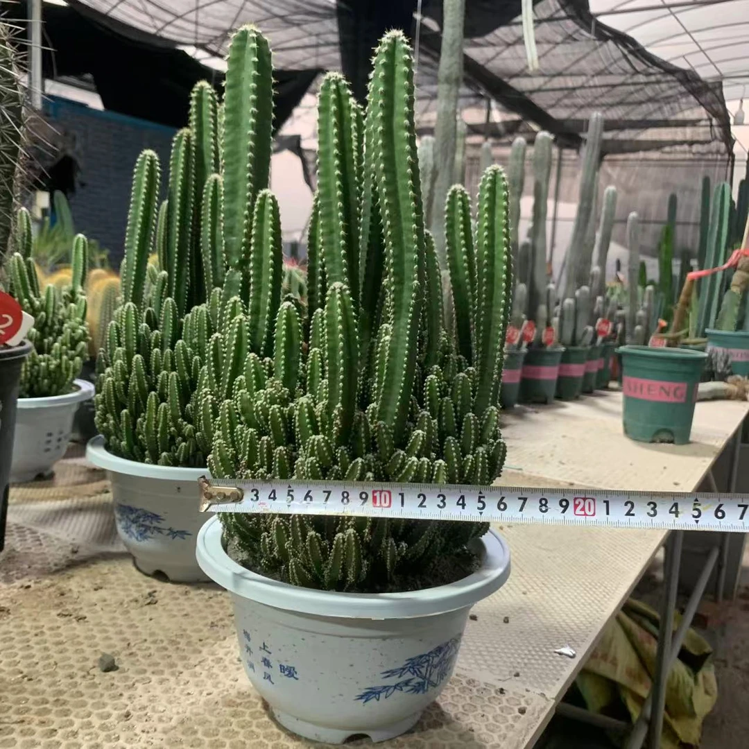 大棵万重山多肉植物花卉绿植好养易活四季常青盆景仙人球桌面盆栽