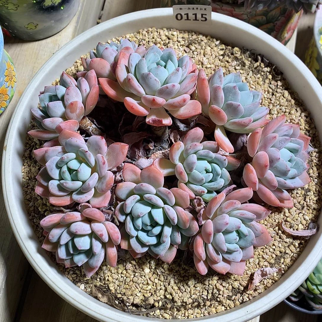 0115冷香多肉一颗20厘米