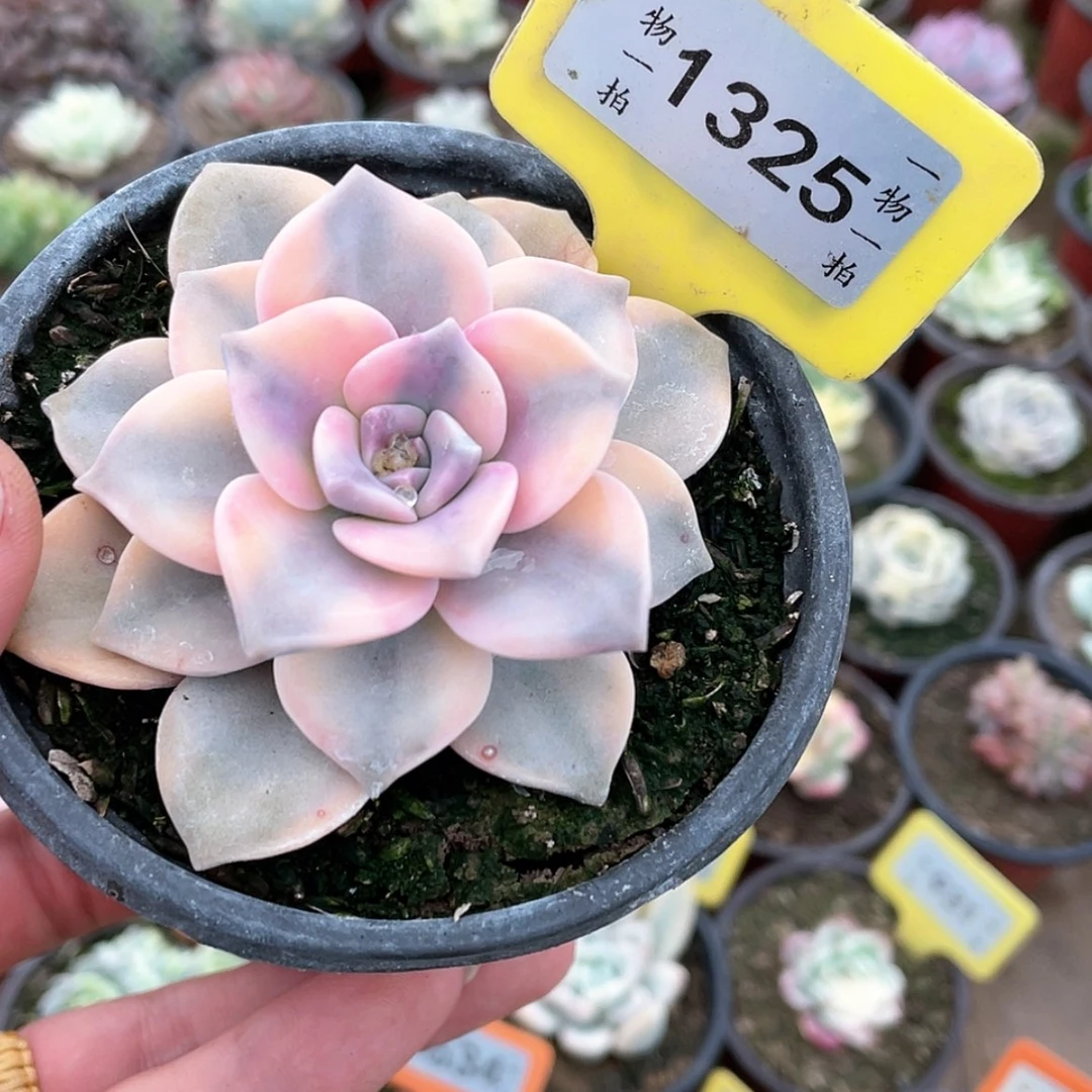 【闪购商品】1325号