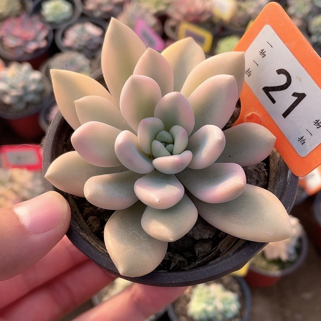 奥普锦21号多肉植物