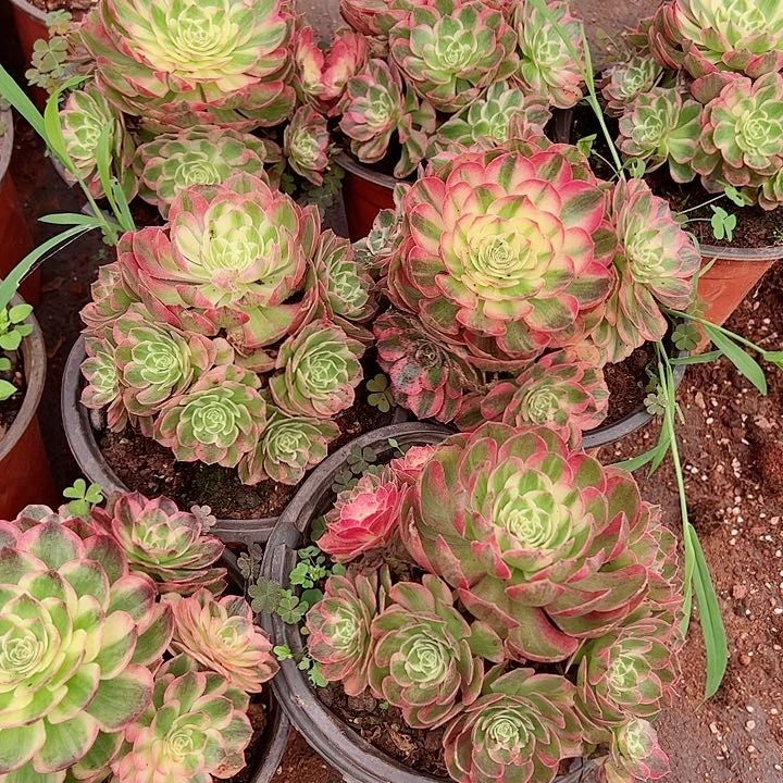 粉体海王多肉植物大战