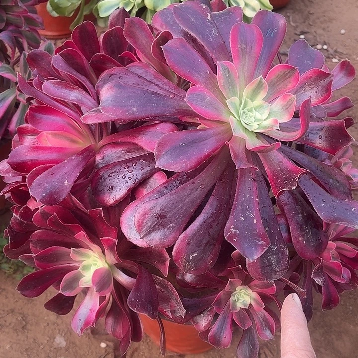 美杜莎一棵脱土15.8