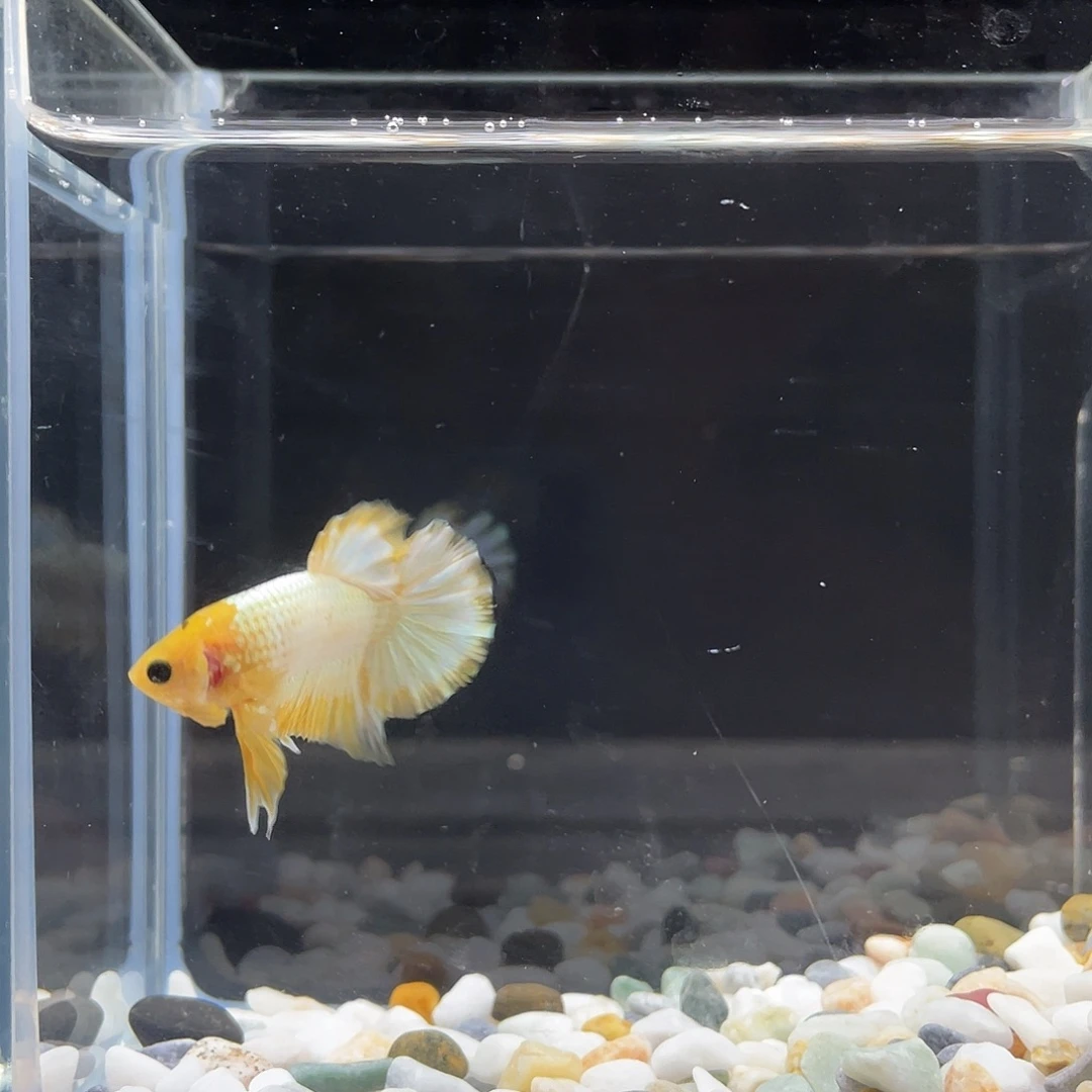 斗鱼星宸9月11日34号