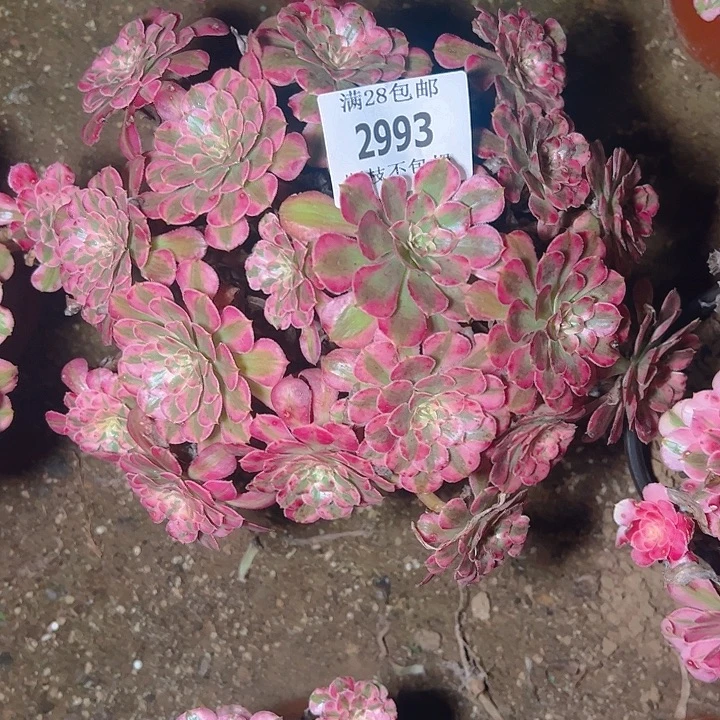 耶***园2993红铜白多肉植物
