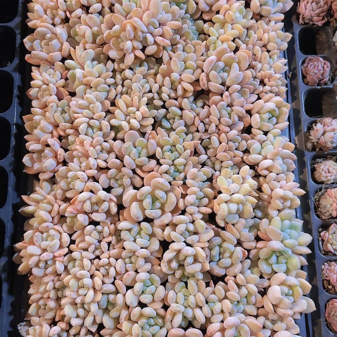 72孔冰橙优选量拍