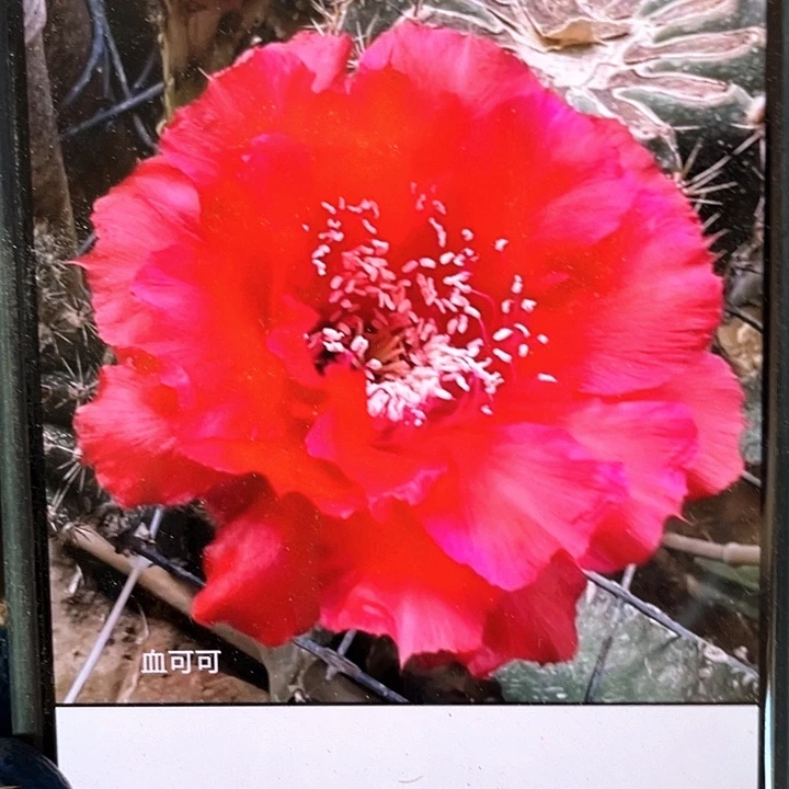 血可可侧芽歪6公分以上满18包邮