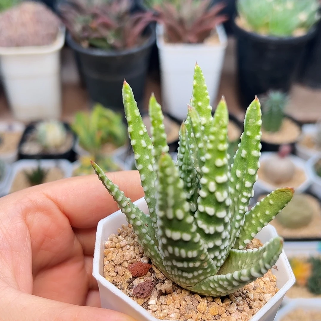 新版大尤短线泪珠