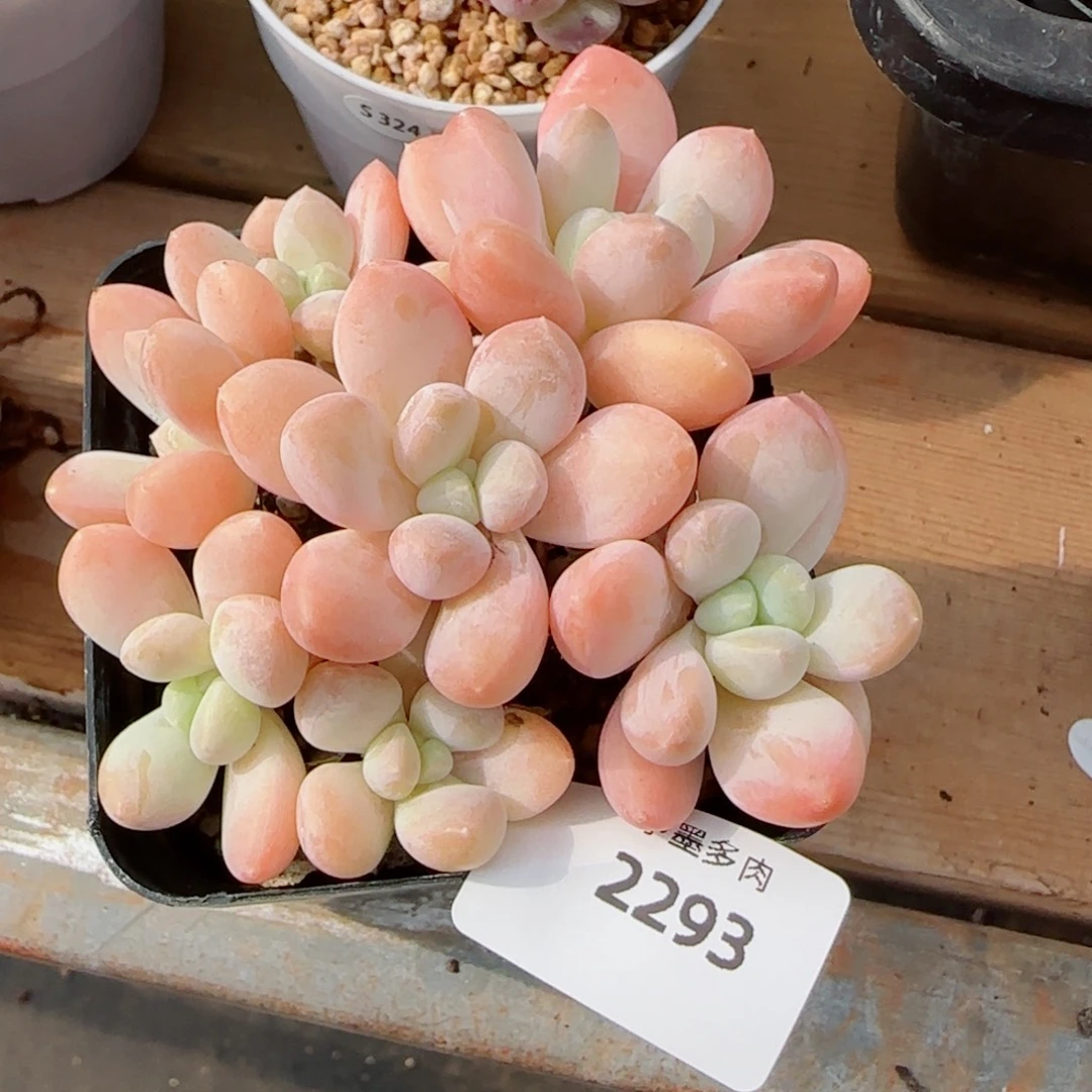 香玉优选，2293多肉植物