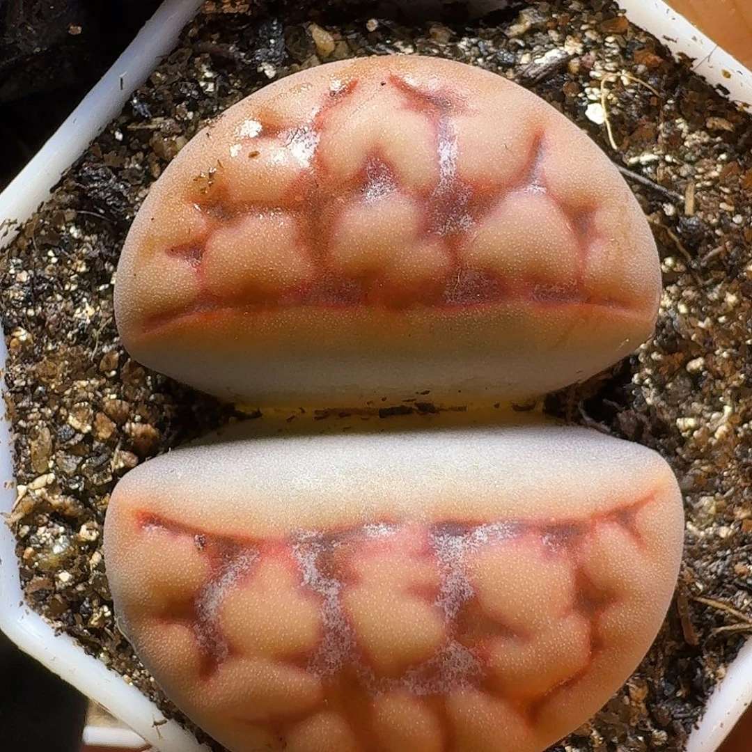 生石花2:：：/。  112