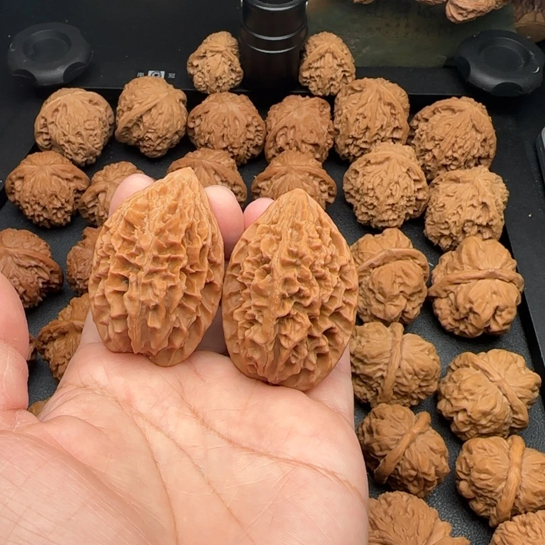 36尺微磕尖招财鼠